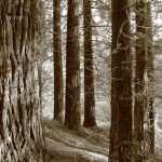 sequoia sempervirens monte cabezon