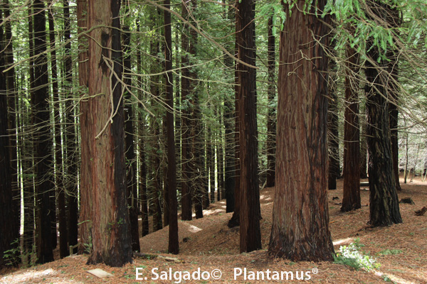 secuoyas monte cabezon