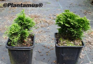 ¿Cuando Plantar?