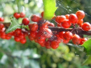 Acebo, el árbol sagrado de la buena suerte.