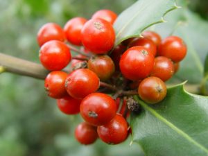 ilex aquifolium