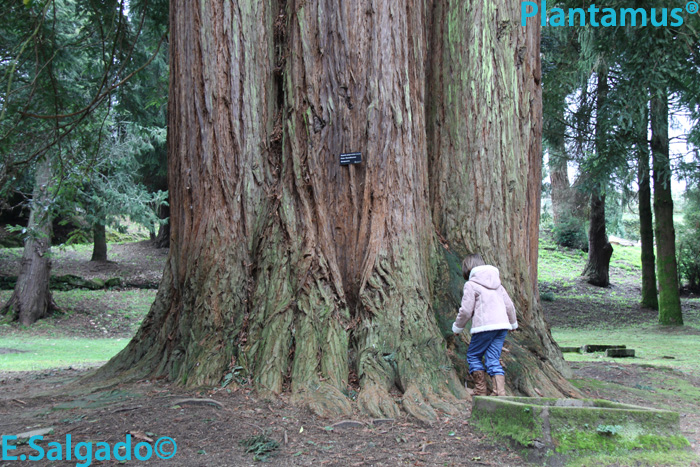 Las Gigantes del Bosque. Sequoia sempervirens.