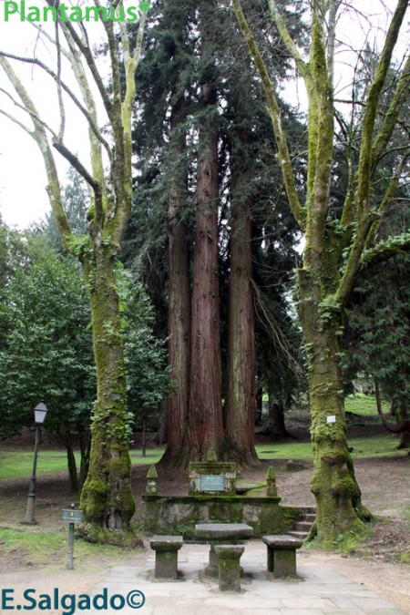 Secuoya en Soutomaior