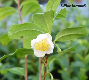 La Planta del Té. Camelia sinensis