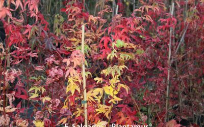 Arce japonés, Acer palmatum