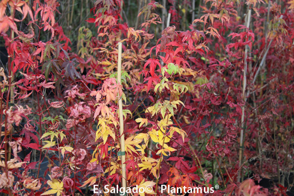 Arce japonés, Acer palmatum