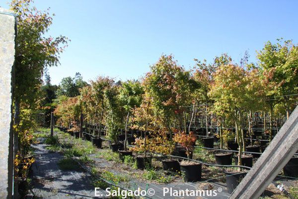 acer-palmatum-parcelal