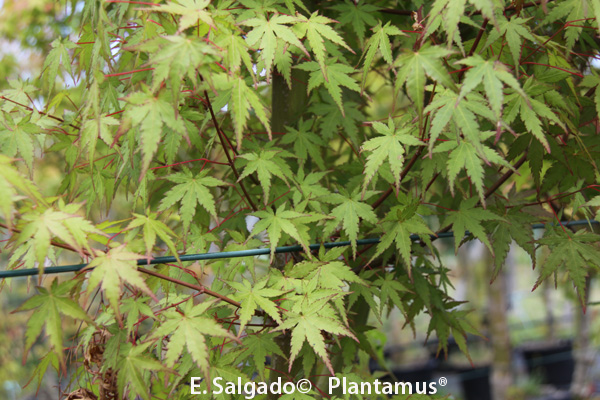 acer-palmatum