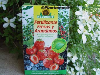 abono fresas