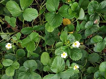 Fresas planta