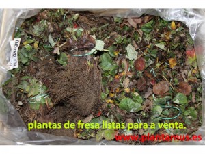 Plantas de fresas a raíz desnuda.