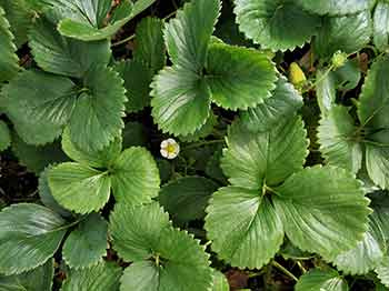 Plantas de fresas con fruto