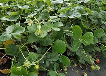 Plantas de fresas en maceta, listas para plantar