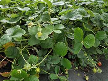 Plantas de fresas en maceta, listas para plantar
