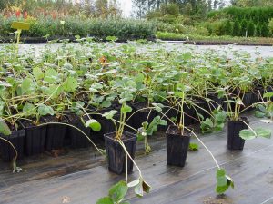 plantas de fresa