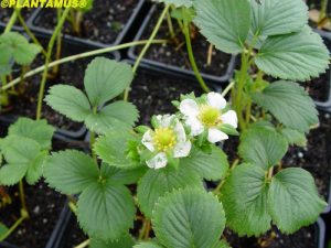 venta-de-plantas-de-fresa-online-800x600
