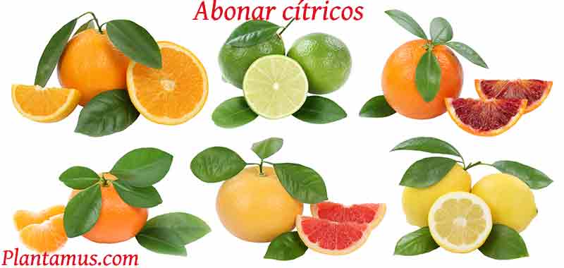 Abono para citricos ecológico
