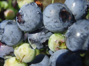 Abono ecologico fresas, arándanos y otros frutales.