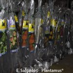 frutales en cepellon