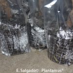 comprar-frutales