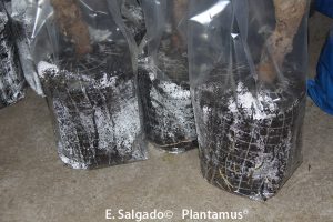 arboles frutales