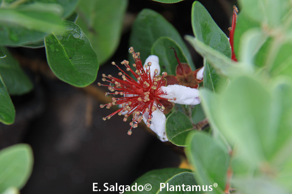 Feijoa, Guayabo de Brasil un perfume con forma de fruta.