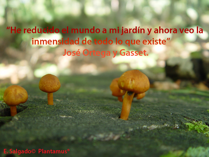 Todos tenemos nuestro jardin