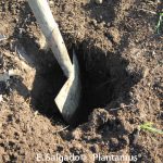 plantando leylandiis