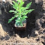 planta de leylandis
