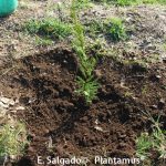 leylandi plantado