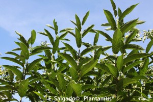 MAS ÁRBOLES !!! La Campaña de Plantamus para fomentar la plantación de árboles.