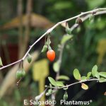 goji fruto