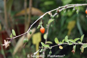 ¡¡¡ Sorteo De Frutos del Bosque !!!