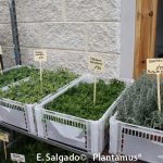 plantas aromaticas
