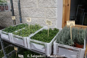 Plantas aromáticas