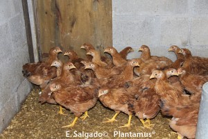 Gallinas de Mos y Cerdos Celtas