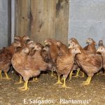 gallinas de mos gallinas de mos