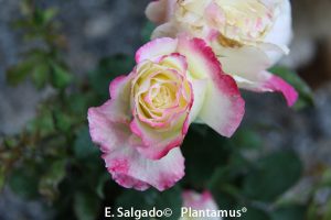 rosal de colores
