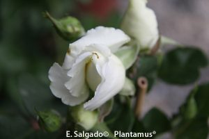 rosas blancas