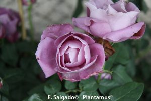 roseiras