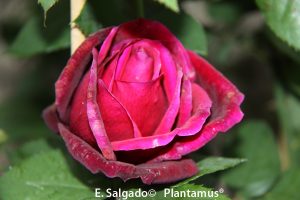 venta de plantas de rosales