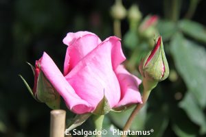 Plantas de rosas