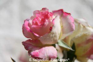 comprar rosales