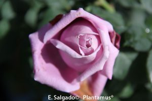 rosal