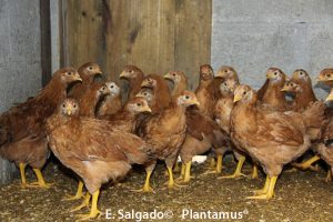 gallo de mos