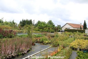 vivero