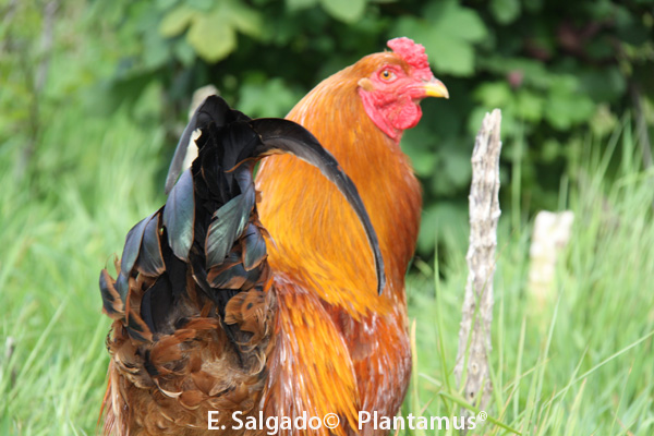 Gallo de Mos, avicultura artesanal en Plantamus®