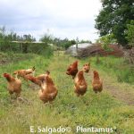 galos de mos