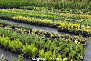 enebros-plantas