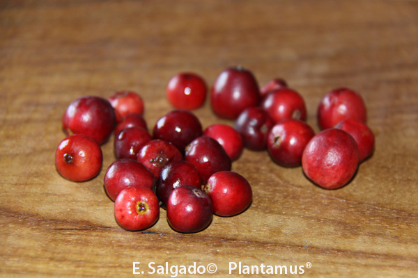 Arandanos rojo Vaccinium oxycocus
